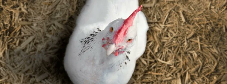 CanNethImports's tweet photo. Why Modern Lighting Systems Are the Key to Better Animal Welfare and Higher Farm Profits:  https://t.co/NFsieUJlMB
#poultrylightingsystems #pigbarnlighting #LEDfarmlights HATO Agricultural Lighting https://t.co/uvceBEIfbU