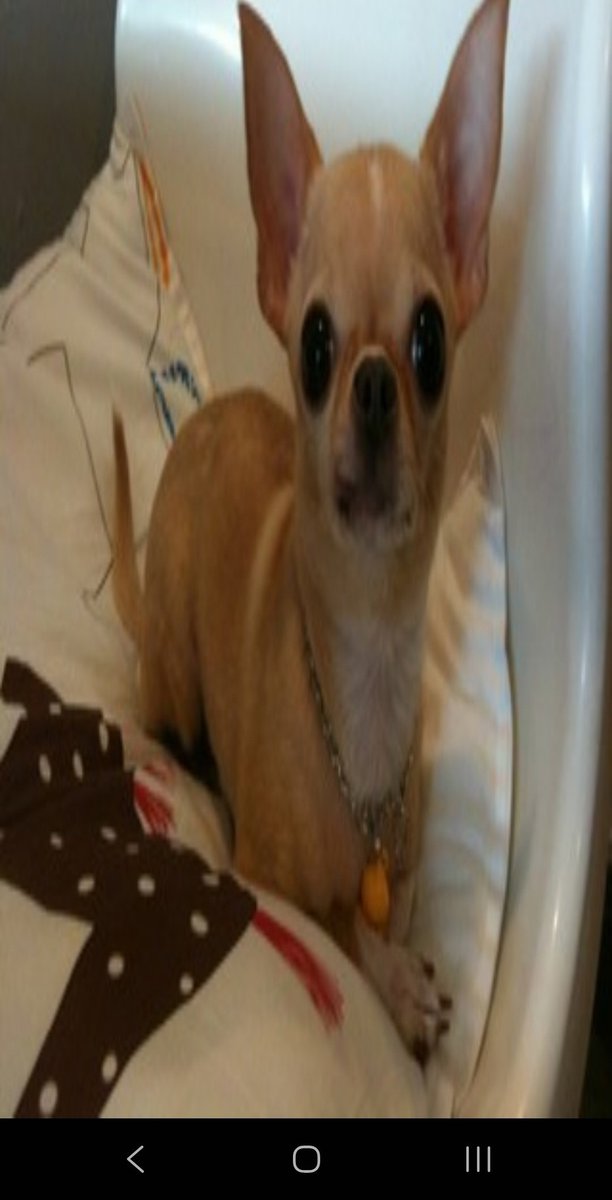 Et dire que tt les utilisateurs Samsung ont une photo de chien caché dans leurs tel..

(Téléphone &gt; *#0*# &gt; Sensor &gt; Image Test)