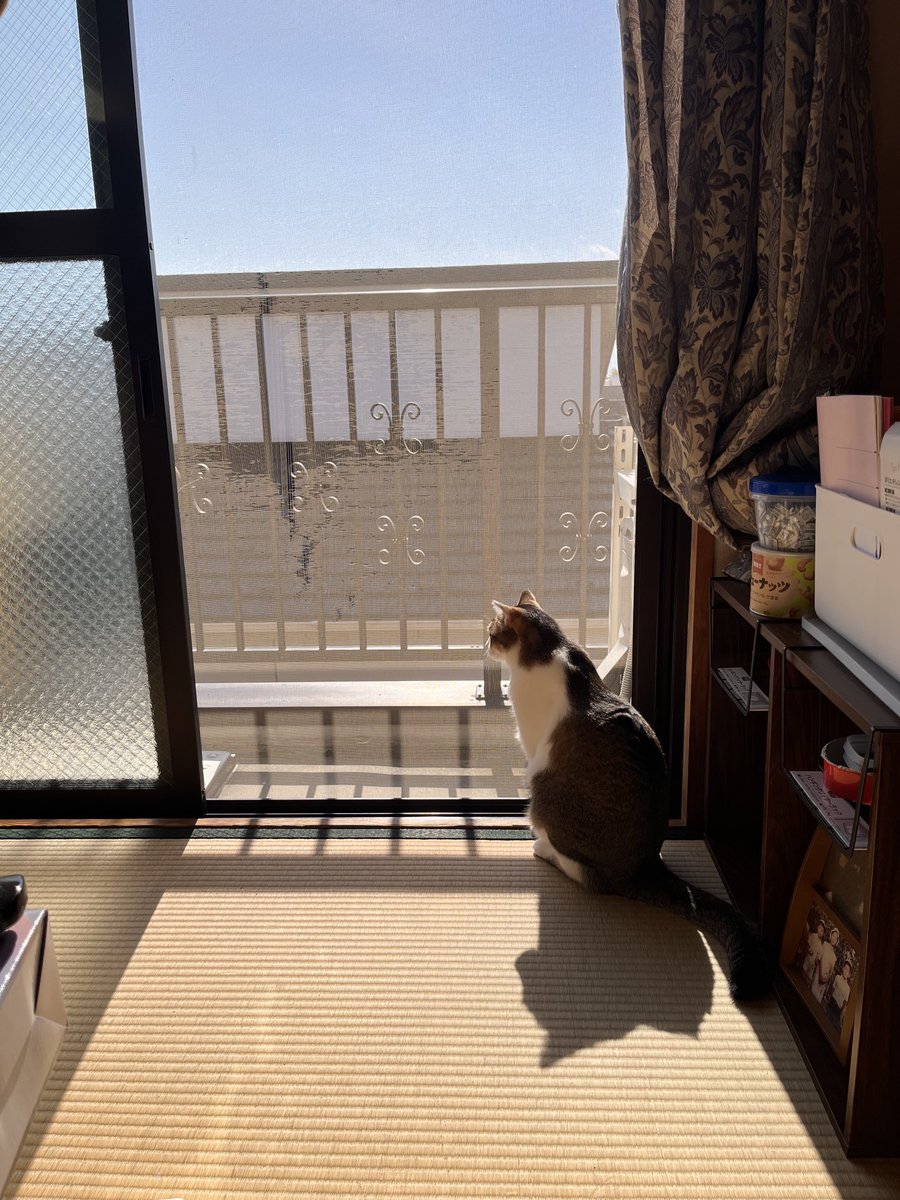 おはよう御座いますニャン😻🐈💖💖
昨日は、お昼🕛21℃でした。
お陰様で暖かい中、
新しいエアコン取り付け完了✅
しました。