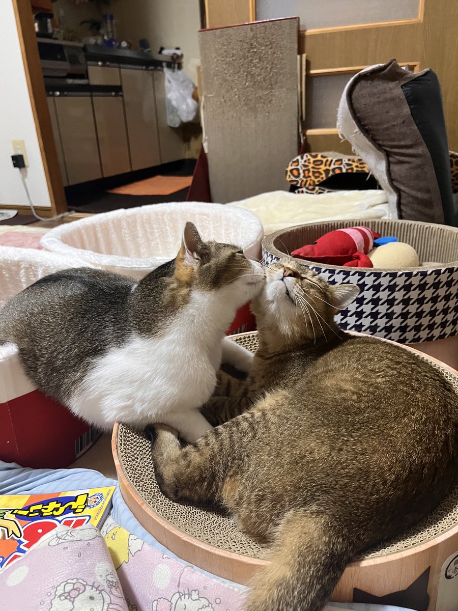 今日は、さむ〜い❄️❄️
北の地方では、☃️の予報。
最高気温12℃❄️
暖かくして、過ごしてくださいね💖💖