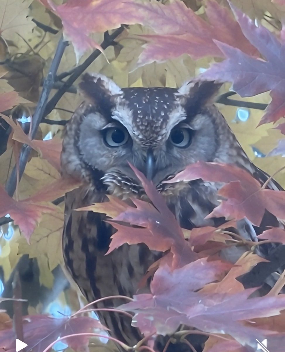 sharpchr81's tweet image. This guy was looking in my window the other day.