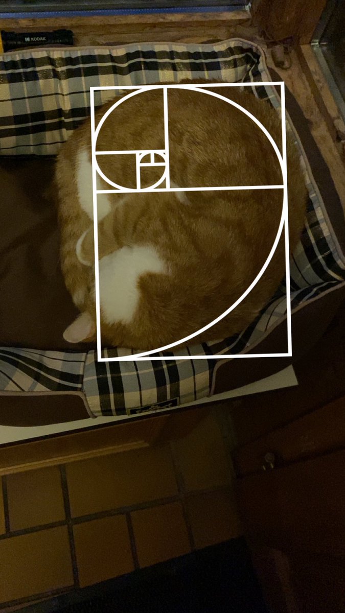 alfonso ist so fett geworden der muss einfach in der fibonacci-folge schlafen weil er sonst nicht in sein bett passt