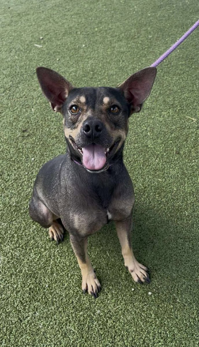 LoneStarChica's tweet image. 💔 “My whole world disappeared the day my owner died…”

I’m Reggie. When no one came for me, I ended up here…alone. I try to be brave, but the days are long and the nights are even longer. I’m a gentle, quiet boy who just wants a calm home and someone who won’t leave me behind…