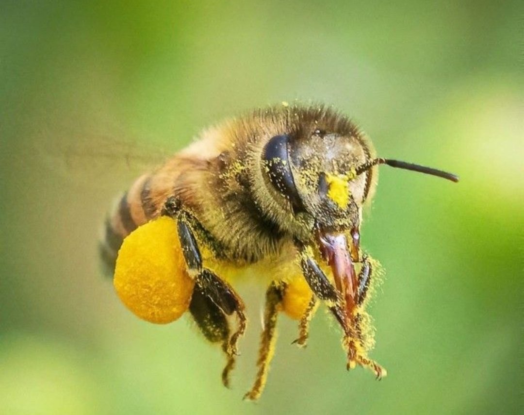 🔸Çiçeklerin özü, arıların emeği: Arı Poleni

🔸Yüzlerce çiçeğin özünün mucize besini. 💐🌸🌺

💪 Enerji verir,
🛡️ Bağışıklığı güçlendirir,
🧠 Zihni açar.

🔸Sabah 1 tatlı kaşığı, gün boyu diri bir beden.
🔸 Gerçek yayla poleni, katkısız ve saf haliyle.