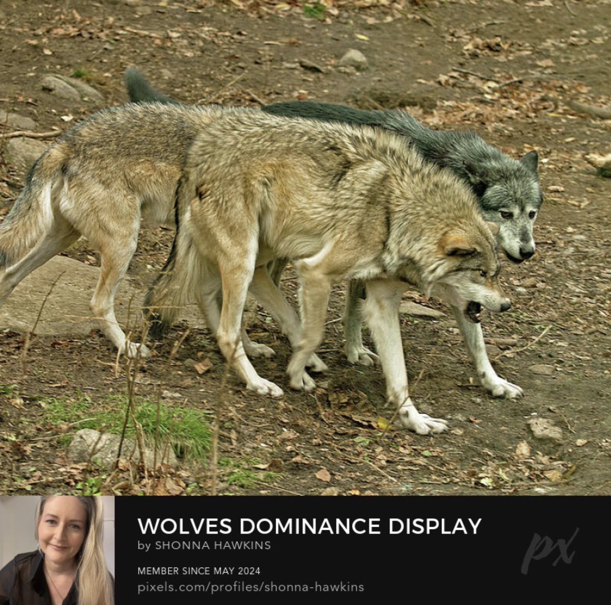 shonna99784's tweet image. Wolves Dominance Display  shonna-hawkins.pixels.com/featured/wolve…

Three wolves move together through a forested area, displaying their thick fur coats amidst the fallen leaves and earthy ground. One wolf has a greyish…

#GreyWolves #Dominance #Interacting #ShonnaHawkinsPhotography #BuyIntoArt