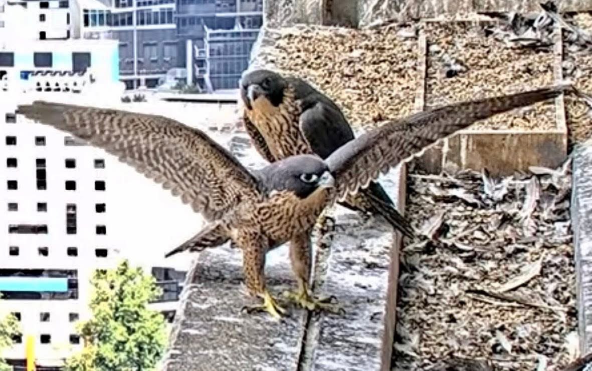 Falconwatch_'s tweet photo. Melbourne, Australia.
All 3 have successfully fledged 🥰
The camera has now been turned off until next year.
📸 367 Collins Falcons/youtube https://t.co/5PISTZJBG9