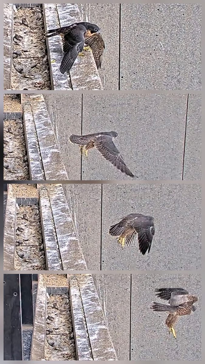 Falconwatch_'s tweet photo. 📸 Facebook https://t.co/2PdZQjxngQ