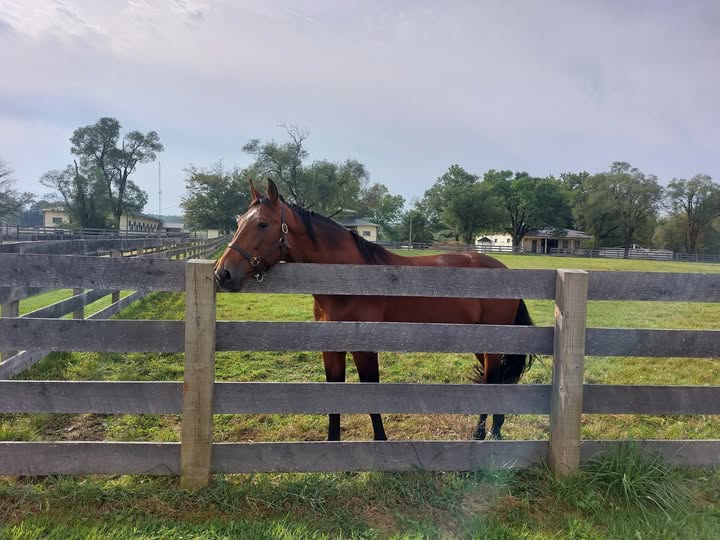 The boys are still enjoying their vacation, but International Moni would like to announce that 2026 breeding contracts are live on the webpage.