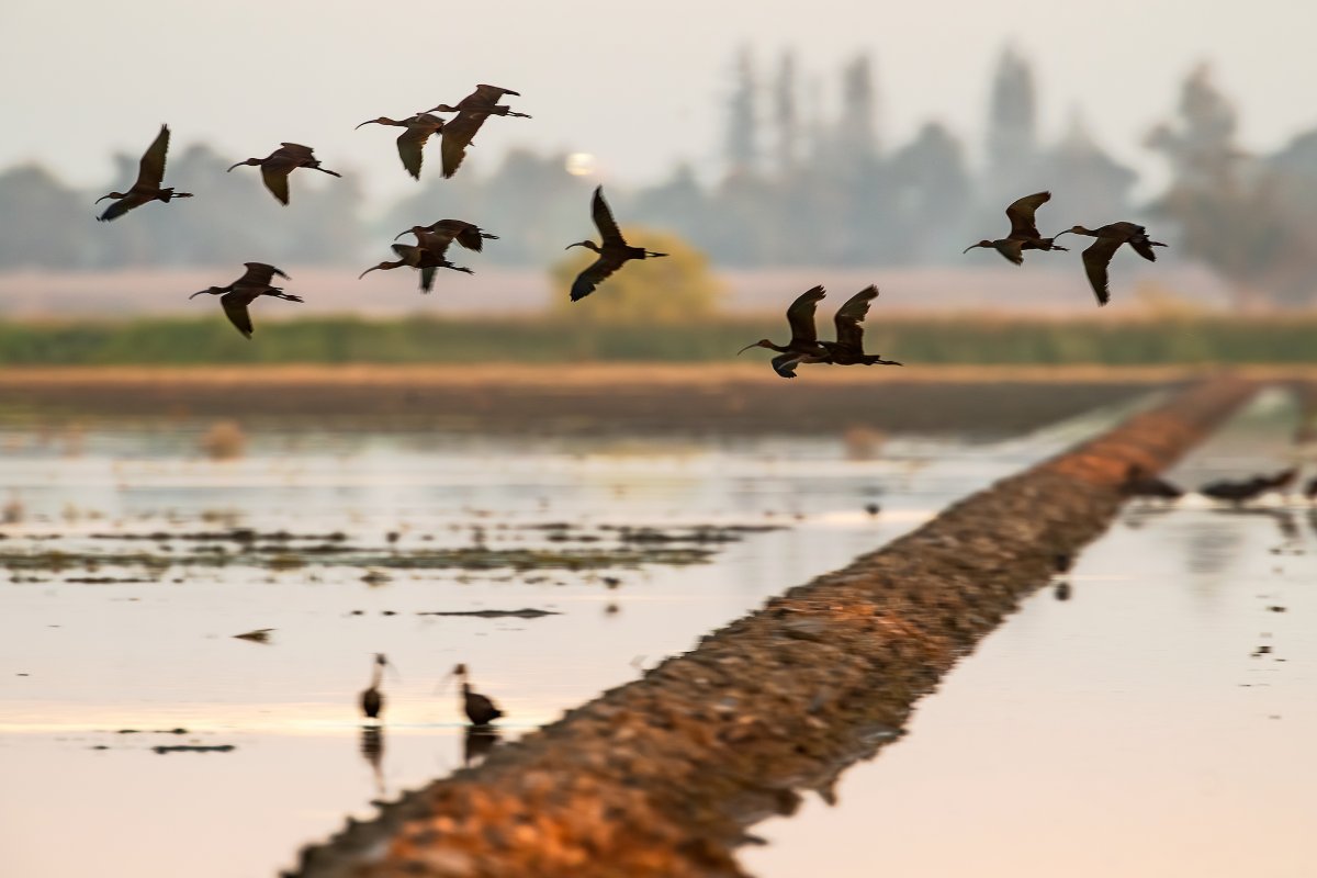 Harvest is winding down and fields are starting to flood.

Each fall, growers help shift the landscape from harvest to habitat. More than 300,000 acres of flooded rice fields will support birds through the winter, all within a rice footprint that spans nearly 500,000 acres.