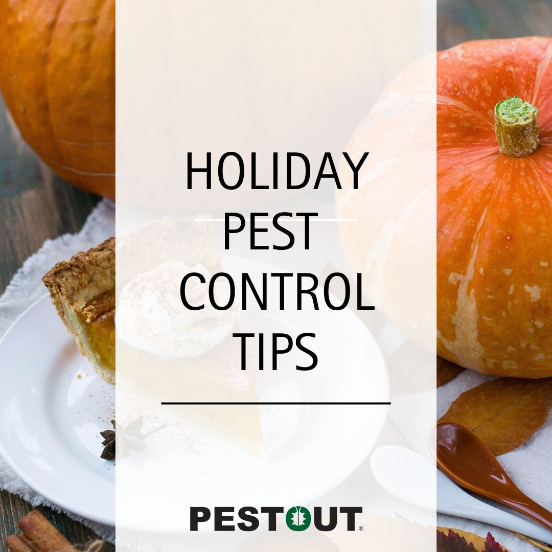 PestOutHR's tweet image. The holidays are right around the corner! Here are some tips for keeping pests away during your holiday fun. 🎉

Clean up any food spills and crumbs, store food in airtight containers and check decorations before bringing them inside. 🏡

757-737-8688
pestout.com/home-pest-cont…