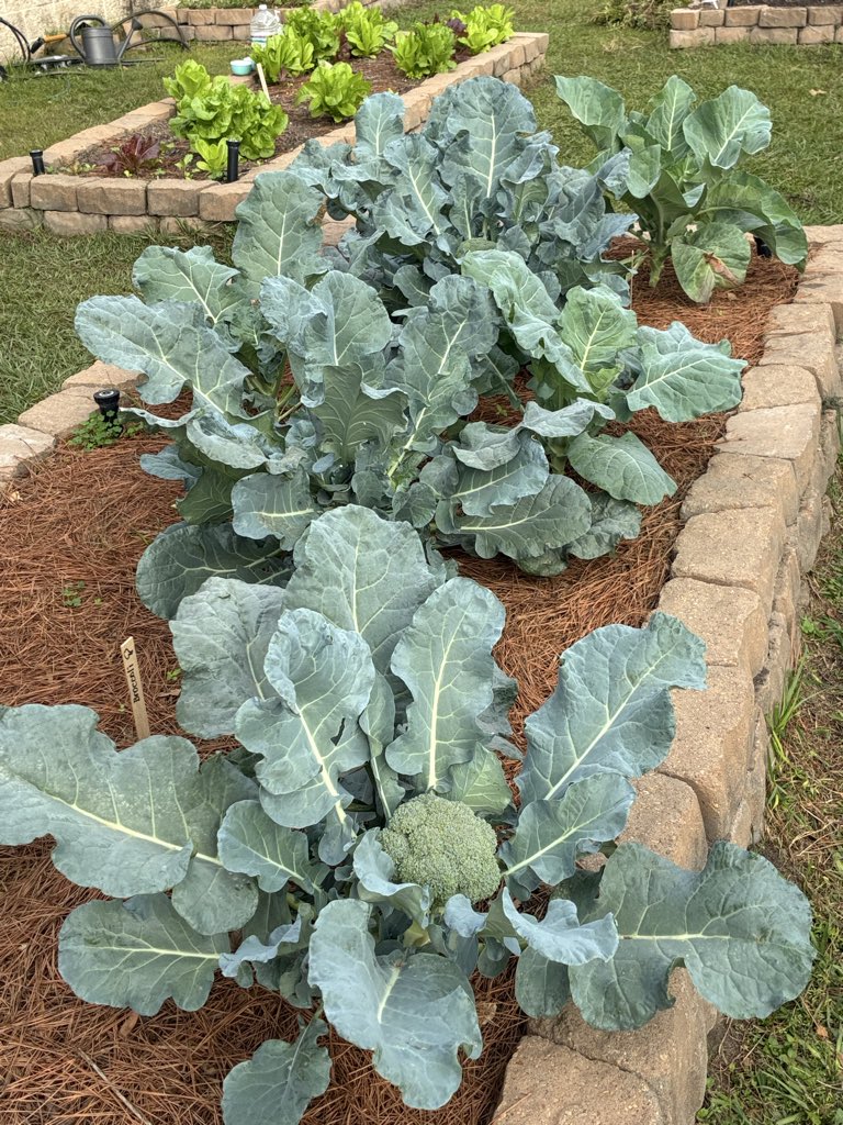 Angela Hoang tweet media