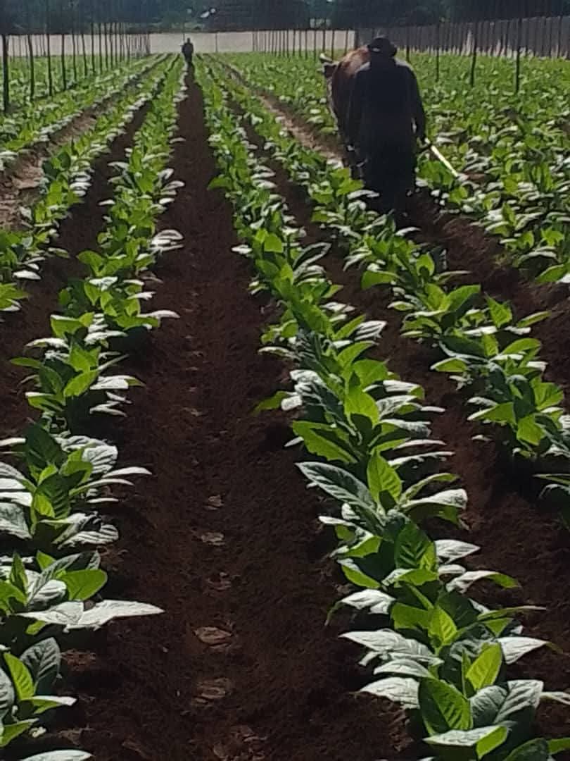 Los campos pinareños en plena campaña tabacalera.  #UnidosXCuba 
#PinardelRío