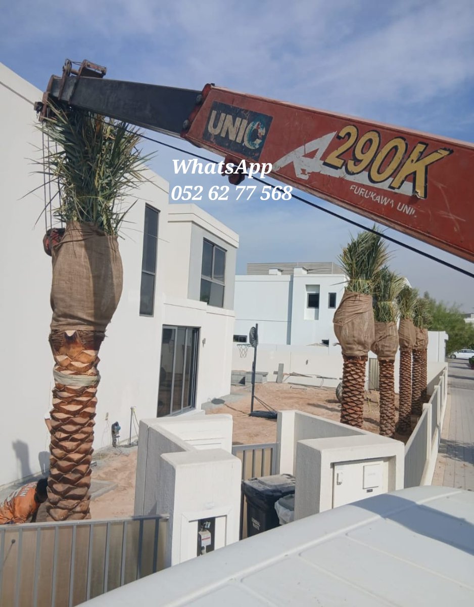 DxbPalmtree's tweet photo. Palm tree supply and planting #dubai 052 62 77 568 #uae #datepalmtree #palmtree #marketingi #4u #sharjah #googlesearch 058 266 2554 https://t.co/rMXSiusk3p