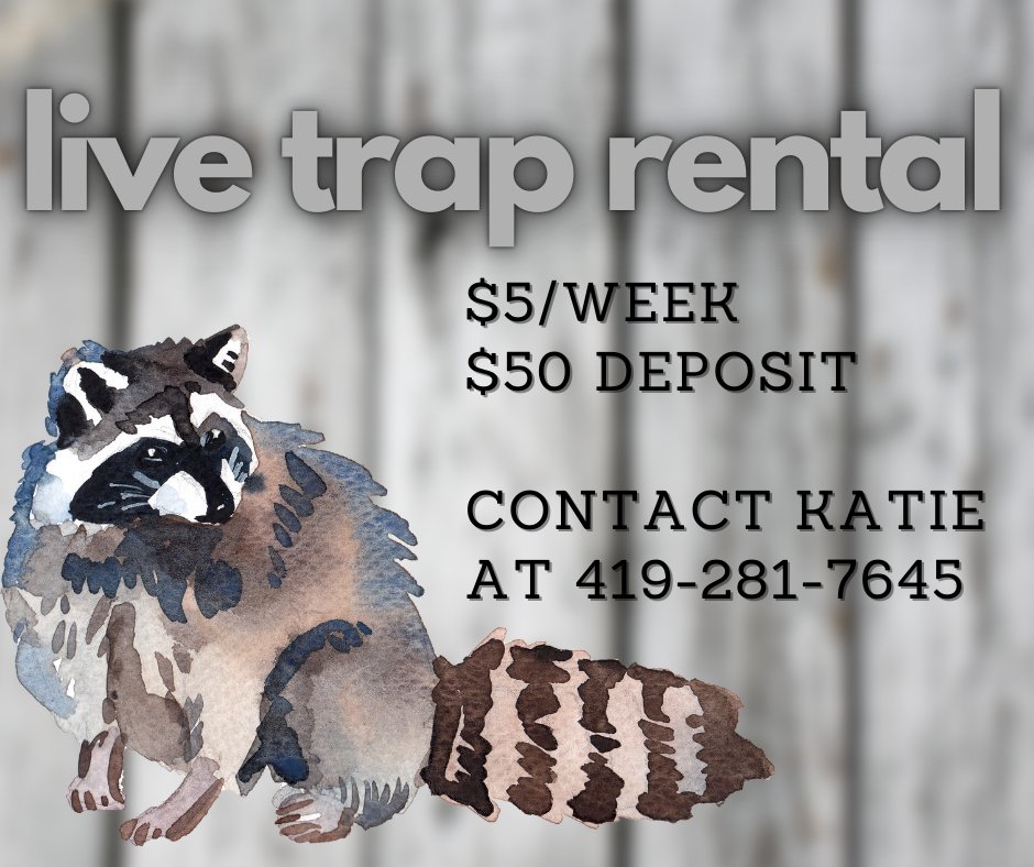 AshlandSWCD's tweet image. Our live traps can help you safely and humanely capture raccoons and other critters 🦝 causing damage in your barns and sheds. Rent one today to keep your property protected! #LiveTraps #CritterControl #BarnProtection 🚫