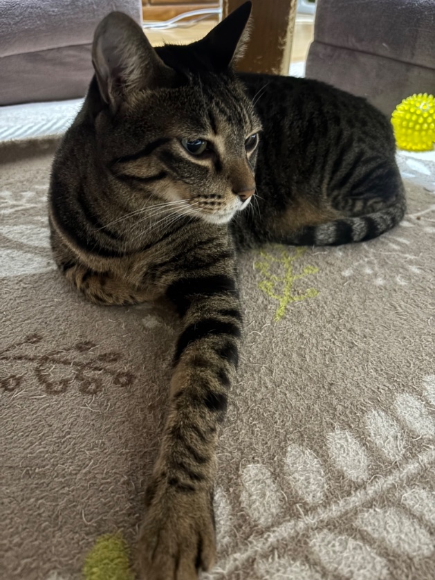 moto3MAnori (@moto3manori) / Posts / X