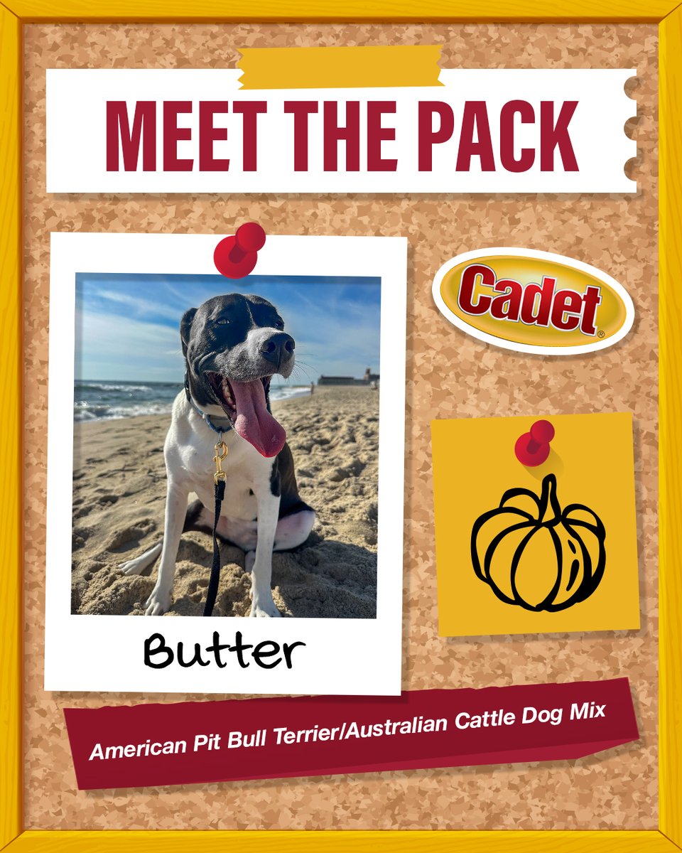 CadetPet's tweet image. Our Paid Media Manager Elizabeth is celebrating #ThankfulForMyDogDay with her furry friend, Butter! The only thing he enjoys more than a stroll on the beach is munching on Chewalicious Classic Chewy Rolls.

#CadetPet #CadetAdventures #dogchews