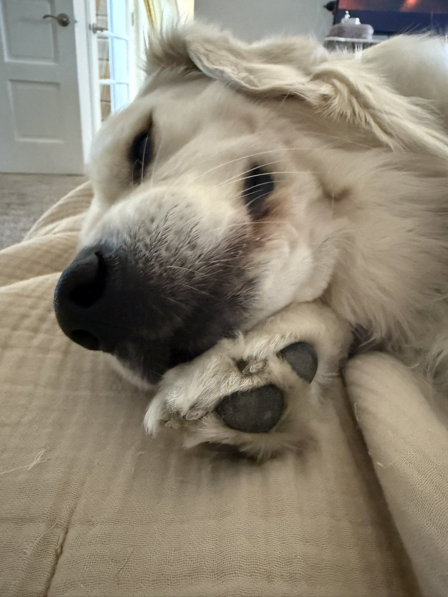 Tyler Bowyer tweet media