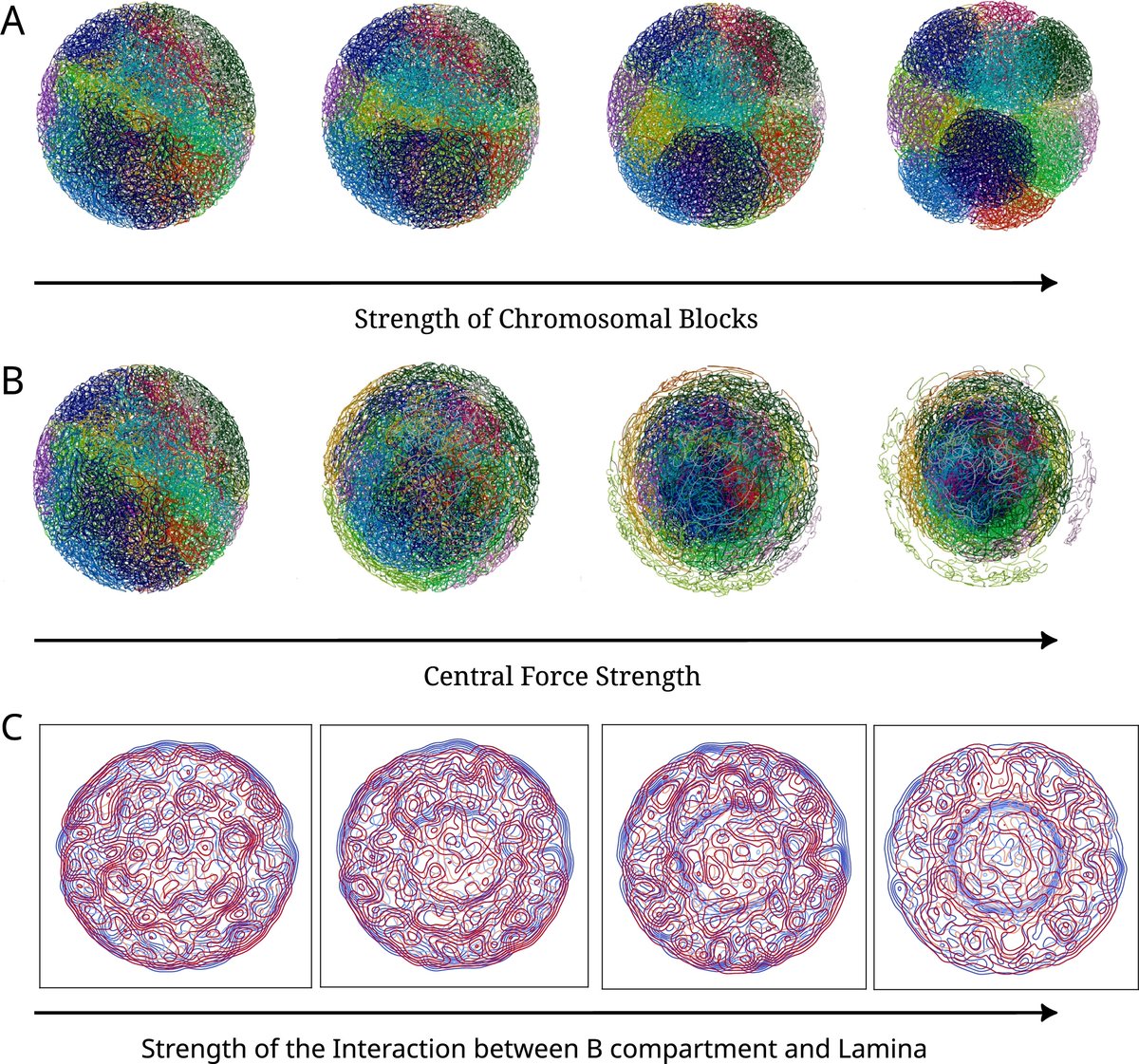 CSB_Journal's tweet image. 🔗 Multiscale molecular modeling of chromatin with MultiMM: From nucleosomes to the whole genome.  DOI: doi.org/10.1016/j.csbj…

📚CSBJ: csbj.org

#ChromatinModeling #3DGenome #ComputationalBiology #Genomics #HiC #ATACSeq #Biophysics #StructuralBiology @CSB_Journal