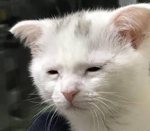 CesarSpielbergo's tweet image. Sigh. Aquí vamos con el ciclo.

- Teaser: &quot;¿Otro remake innecesario? ¿Quién pidió esto?&quot;.
- Tráiler 1/2: &quot;P-Pues no se ve tan mal&quot;.
- Recepción: &quot;Esta película es un insulto, no debería existir / Oh Dios mío, está igual, 10/10 😭 es pa la nueva gen&quot;.
- Recaudación: +1,000 MDD