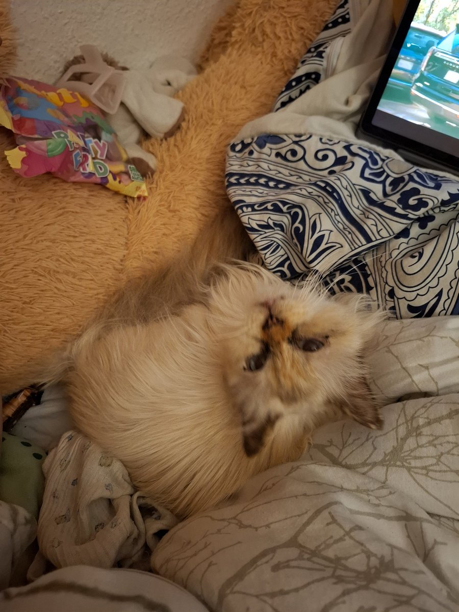 headextraempty's tweet image. meine klitzekleine katze &amp;lt;/3