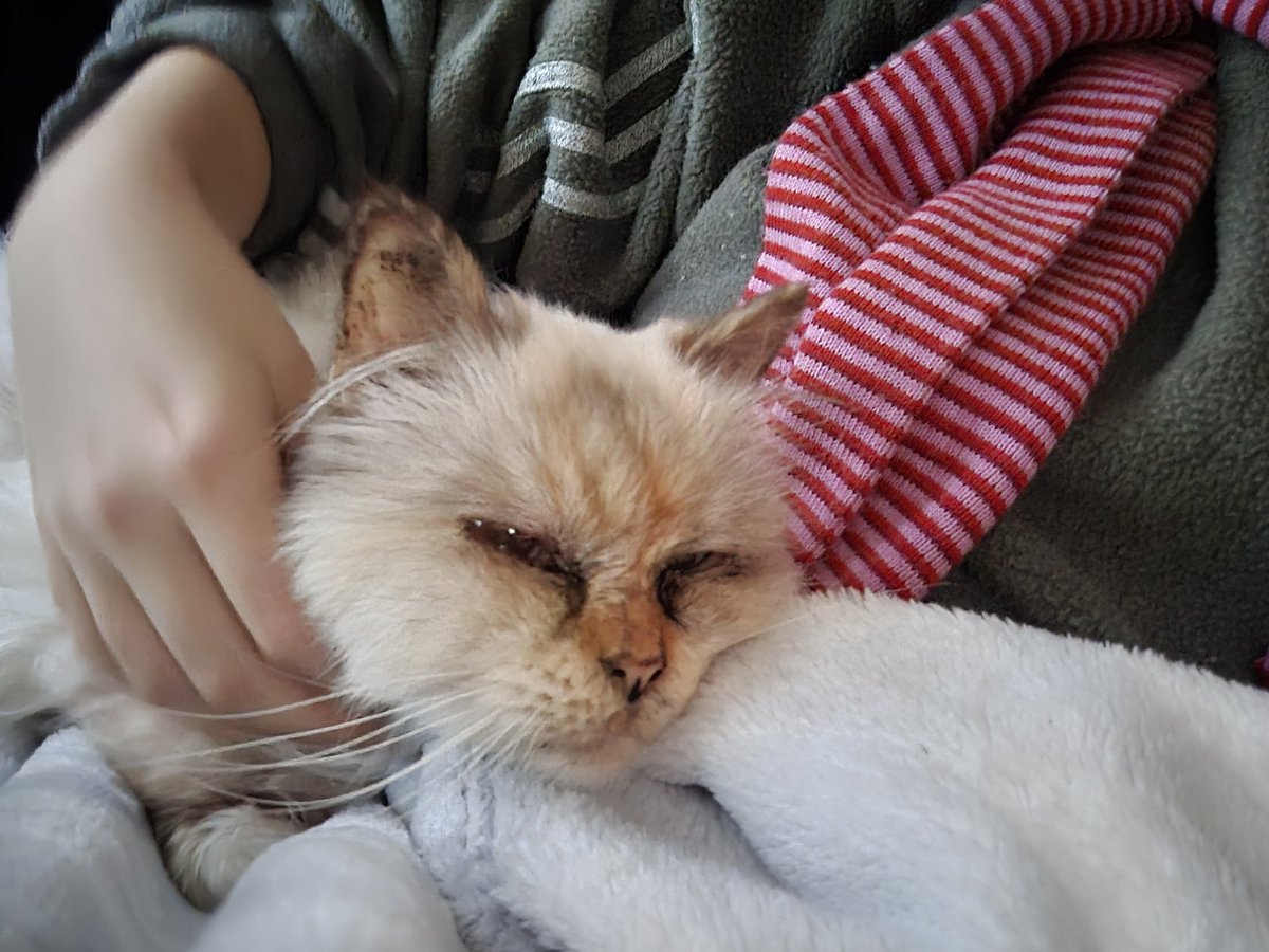 headextraempty's tweet image. meine klitzekleine katze &amp;lt;/3