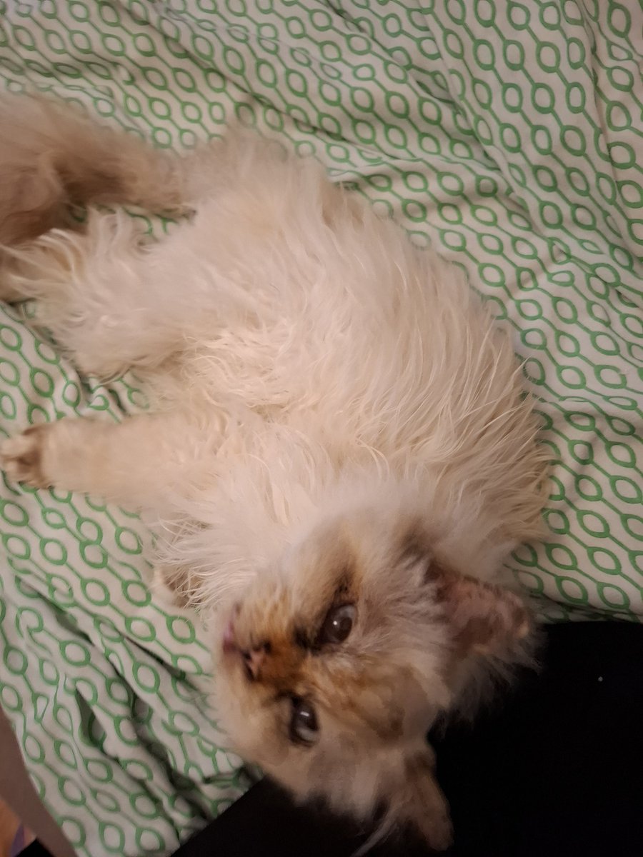 headextraempty's tweet image. meine klitzekleine katze &amp;lt;/3