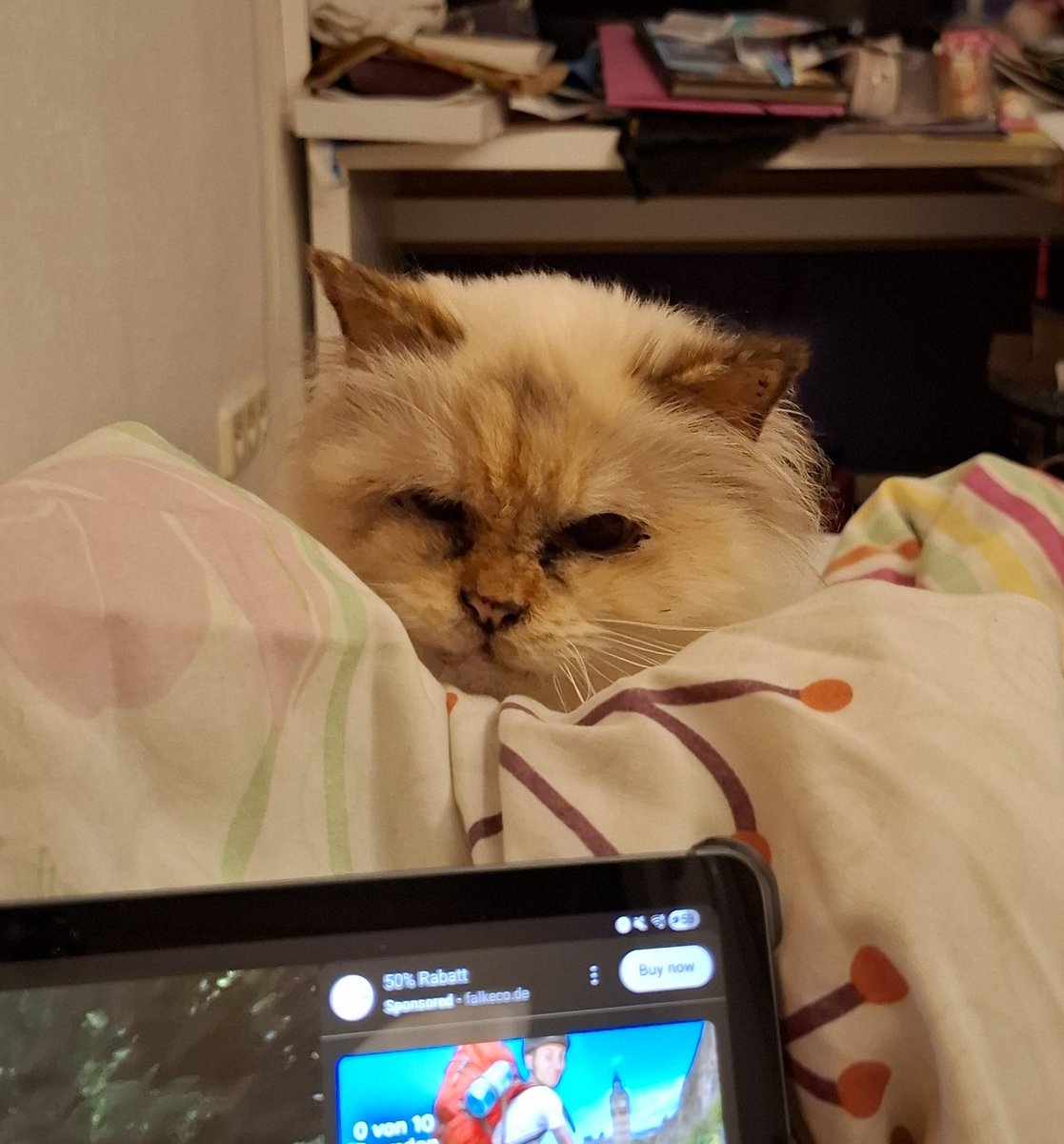 headextraempty's tweet image. meine klitzekleine katze &amp;lt;/3