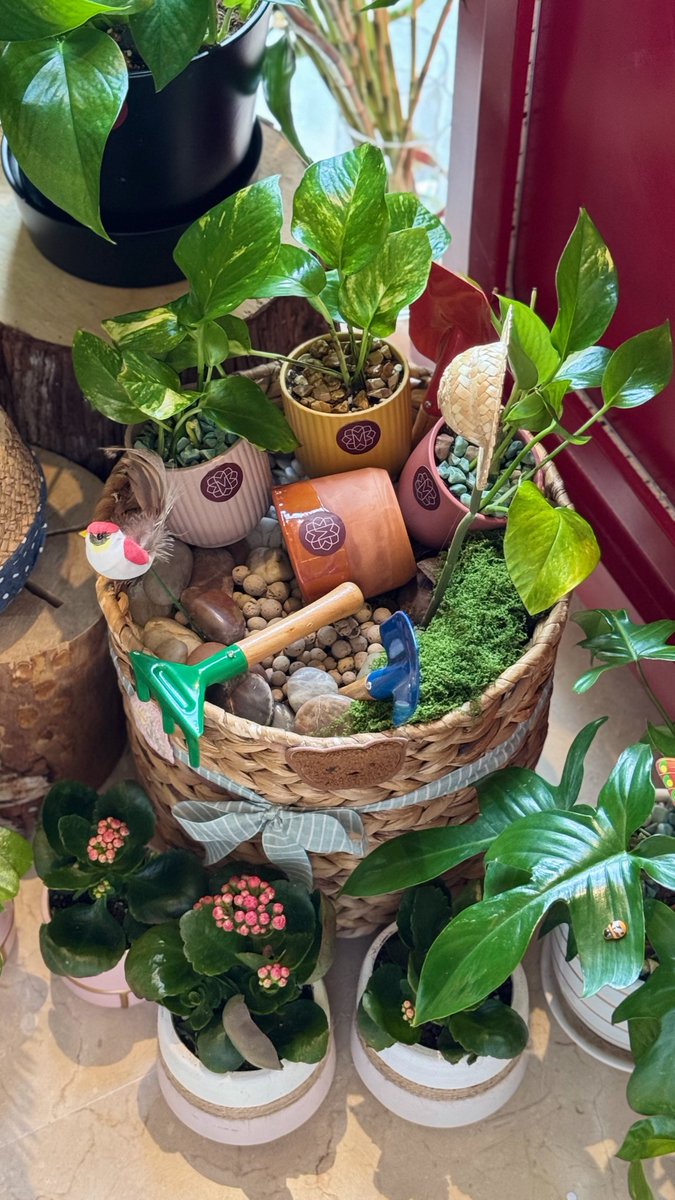 تغطيتي اليوم لمتجر أمي الغالية تنسق لكم الورود والنباتات الداخلية والخارجية والزهور بكل حُب 💜
'
رابط حسابات التواصل 👇🏻
amaryllisstore.carrd.co