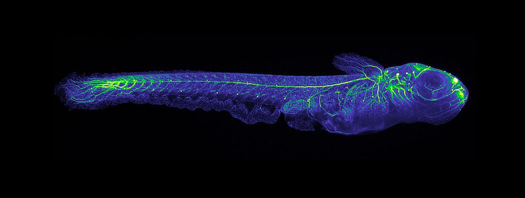 SocDevBio's tweet image. 🐠 Medaka (Oryzias latipes) ✨ A tiny fish with big developmental insights! 🧬 Medaka is perfect for studying sex determination, germ cell development, pigmentation, and environmental effects on embryos 📸 Image by Philipp Keller #ModelMonday #DevBio #EvoDevo
