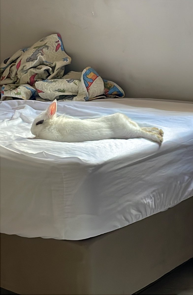 odeiotwwt's tweet image. aí você tá estudando olha pro lado e sua coelha tá deitada ASSIM