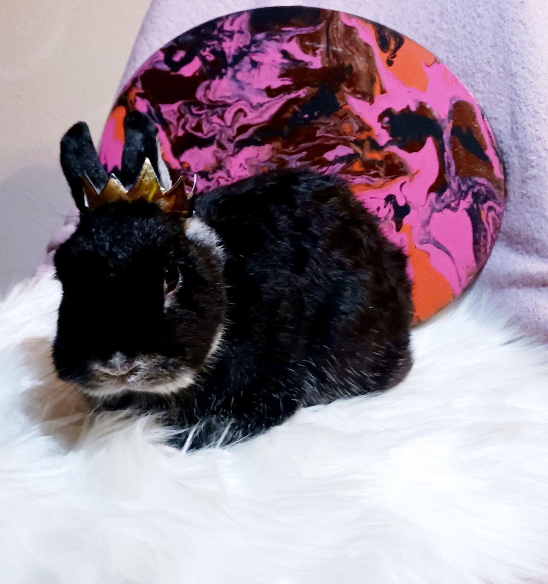 Lilith_Stabs's tweet photo. My beautiful bunny Roxy Seven. #lilithstabs #bunny #rabbit https://t.co/Bvxis0CPoT