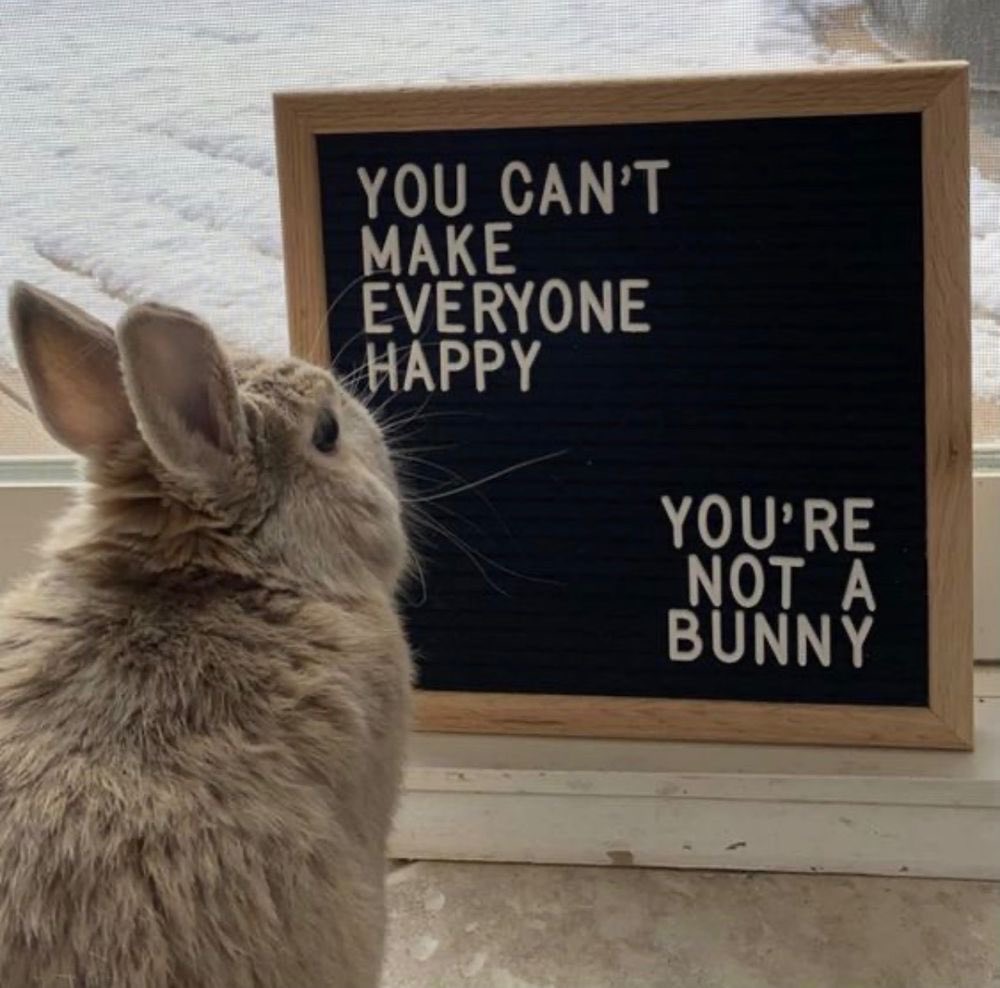 Bunnies's tweet image. 
