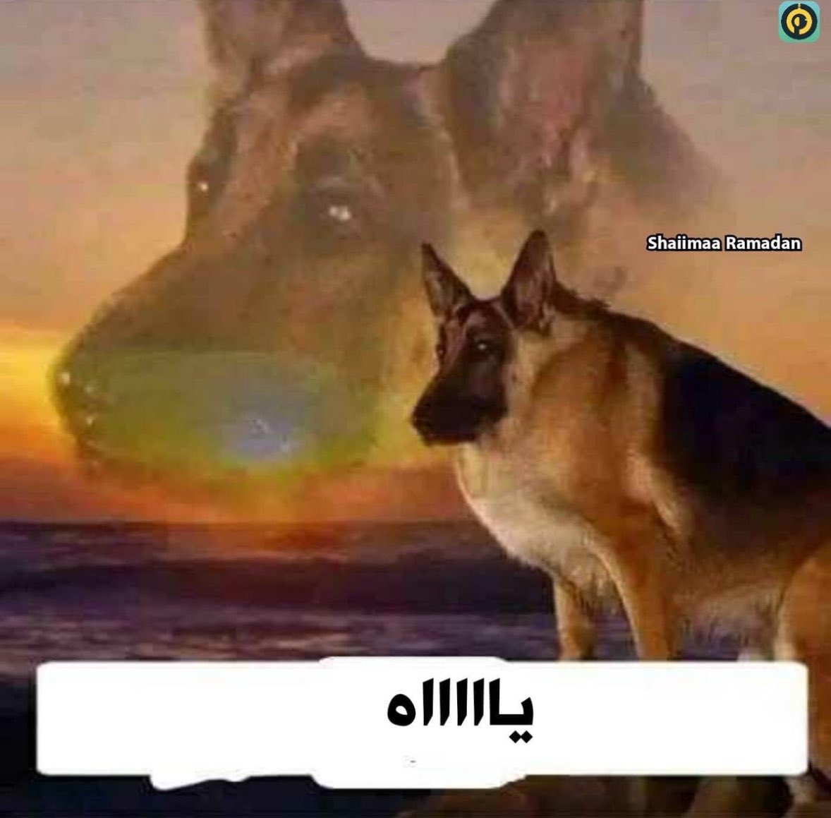 الناس تفهمها وهي طايرة
عادل بعد واحد وعشرين سنة