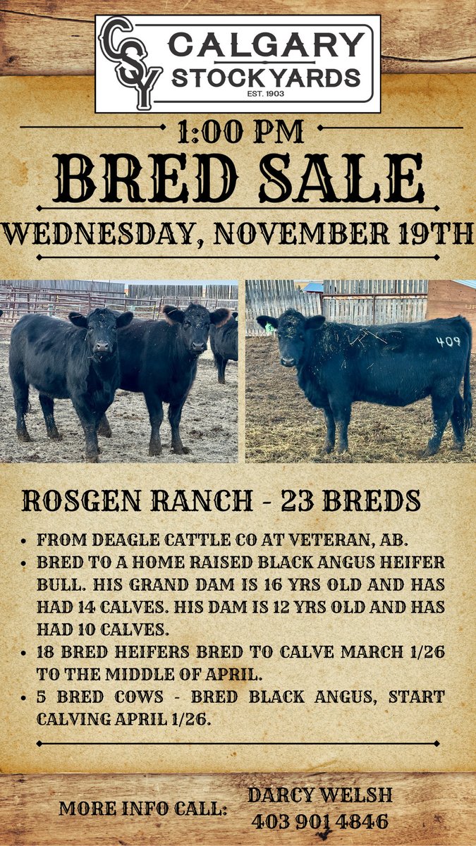 CSYStrathmore's tweet image. Rosgen Ranches -  23 Breds
Wednesday, November 19th at 1 PM
- 18 Breds Heifers
- 5 Bred Cows​
-From Deagle Cattle Co. at Veteran, AB. 
 Online Live bidding available at teamauctionsales.com!

Call (403) 934-1644, Bryan Danard, if you are  interested in bidding over the phone.