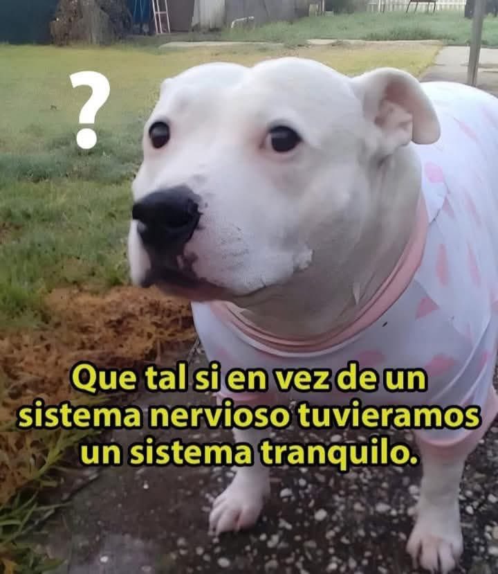 veterinaria_memes (@vet_memes) on Twitter photo 