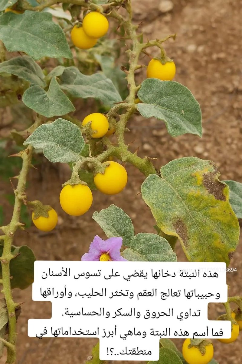 mmnasz's tweet photo. مااسم هذه الشجره https://t.co/OgRjAs3gf7