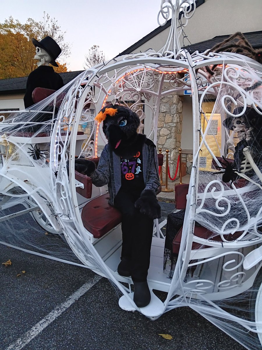 Silly bird is looking for a handler for MFF this year. I do have roommates but they will be busy and having a few disabilities can be a challenge in suit.