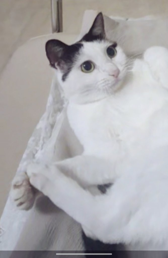 ＃realworld
＃truecat