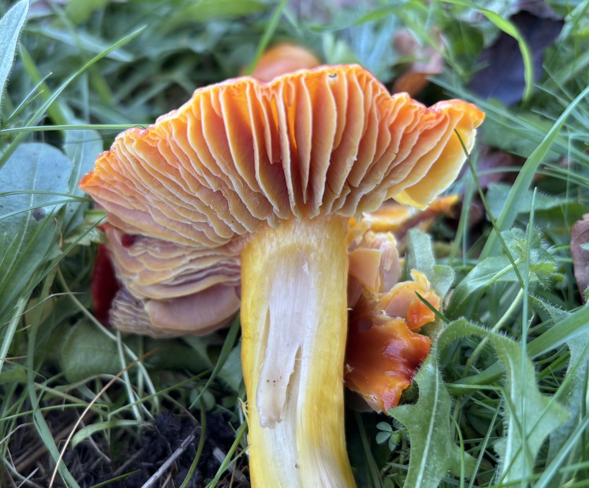 EcolaEvans's tweet photo. Splendid Waxcap, (Hygrocybe splendidissima) Malvern, Worcestershire. @WorcsWT @BritishFungi @BritMycolSoc #MushroomMonday #Waxcap #Fungi https://t.co/ze6ecK6vV7