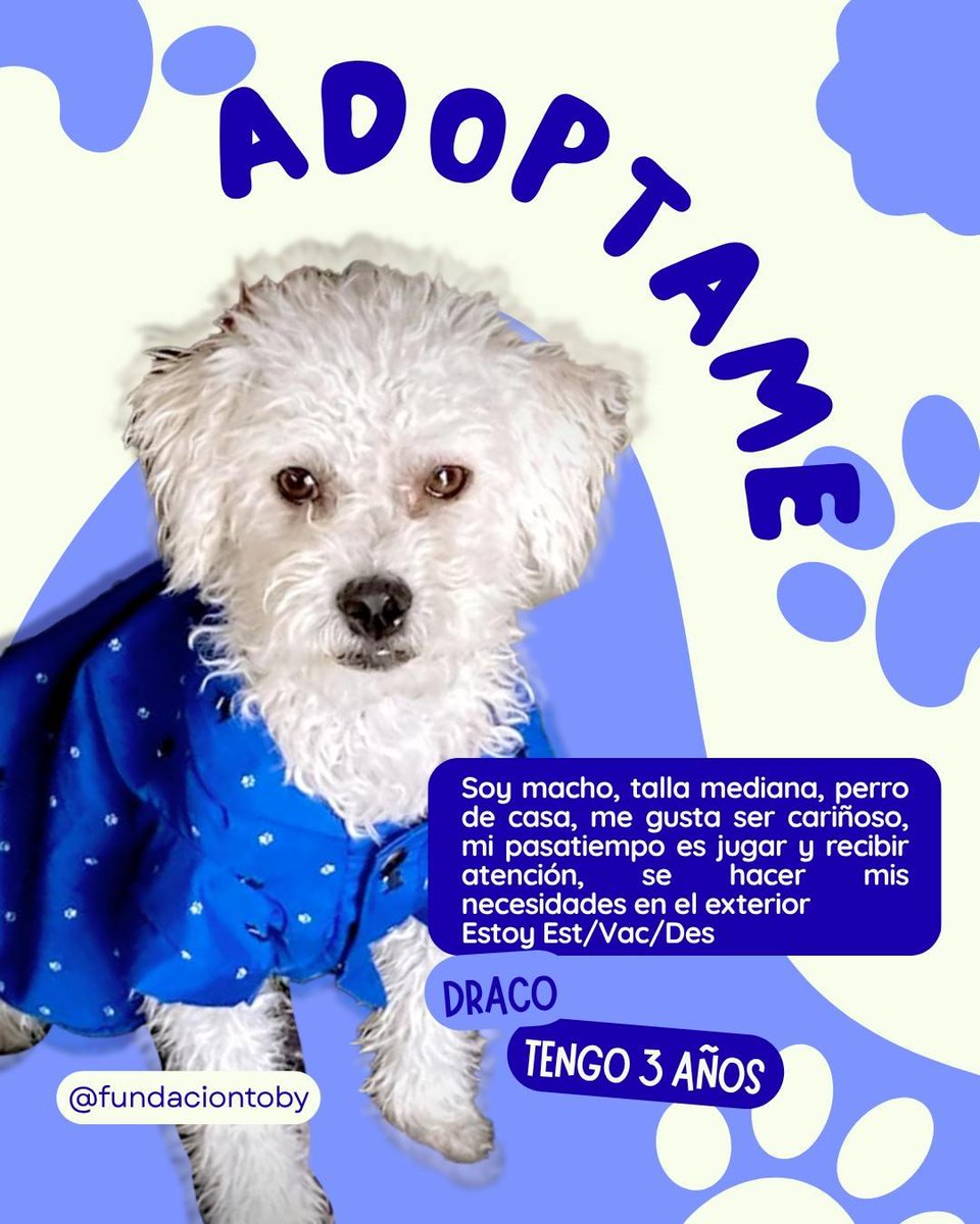 Este hermoso bombón esta en adopción,  me ayudan a compartir hasta que encuentre hogar?