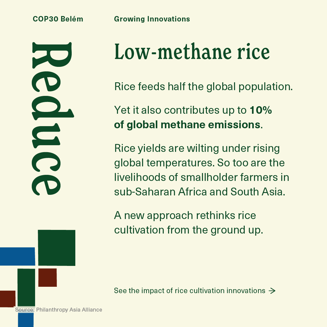 AfricaRice's tweet photo. Rice that feeds more β and emits less. πΎ
New low-methane rice innovations can cut emissions by up to 90%.
See the future of sustainable rice at the #GrowingInnovations Showcase in the #COP30 AgriZone.
#AgInnovationCOP30
@UNFCCC @Cop30noBrasil @CGIARclimate https://t.co/WZzeiDKAY8