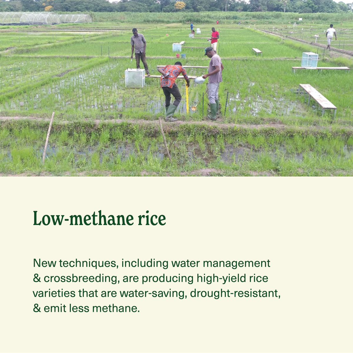AfricaRice's tweet photo. Rice that feeds more β and emits less. πΎ
New low-methane rice innovations can cut emissions by up to 90%.
See the future of sustainable rice at the #GrowingInnovations Showcase in the #COP30 AgriZone.
#AgInnovationCOP30
@UNFCCC @Cop30noBrasil @CGIARclimate https://t.co/WZzeiDKAY8