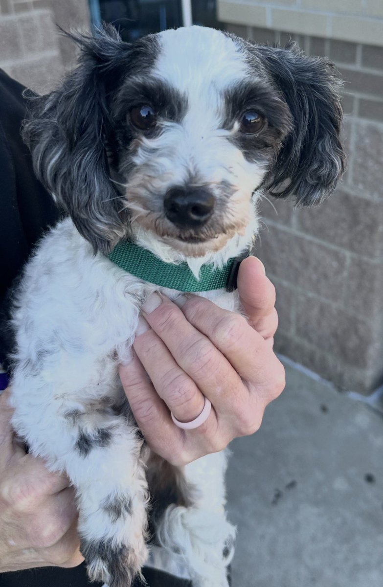 joeimel's tweet photo. Lost dog at BGJHS. Animal control has the dog now. Please contact them to get your dog home. https://t.co/TwjLS2UmrY