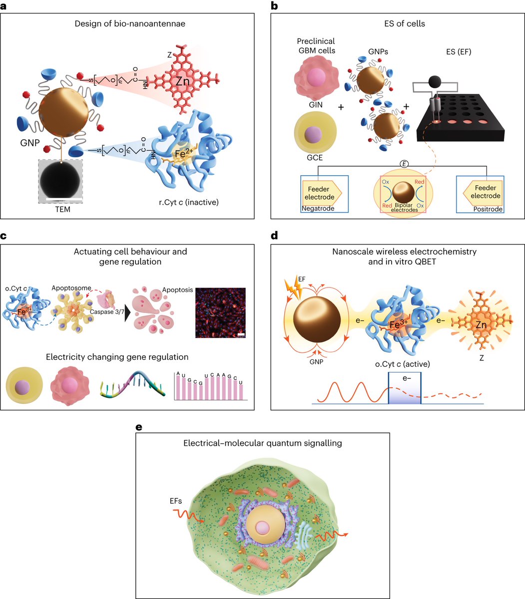 yungkingmito's tweet image. In 2023 a team proved something everyone should be talking about. 

They showed you can switch a cell’s life–death signals with nothing but a tiny electric field. No drug or receptor just a gold nano-antenna pushing electrons into cytochrome c and flipping it on like a switch.…