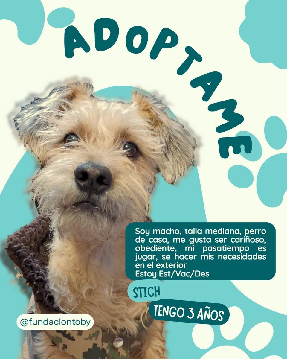 Este chiquito divino está en adopción.. me ayudan a compartir hasta que encuentre hogar?