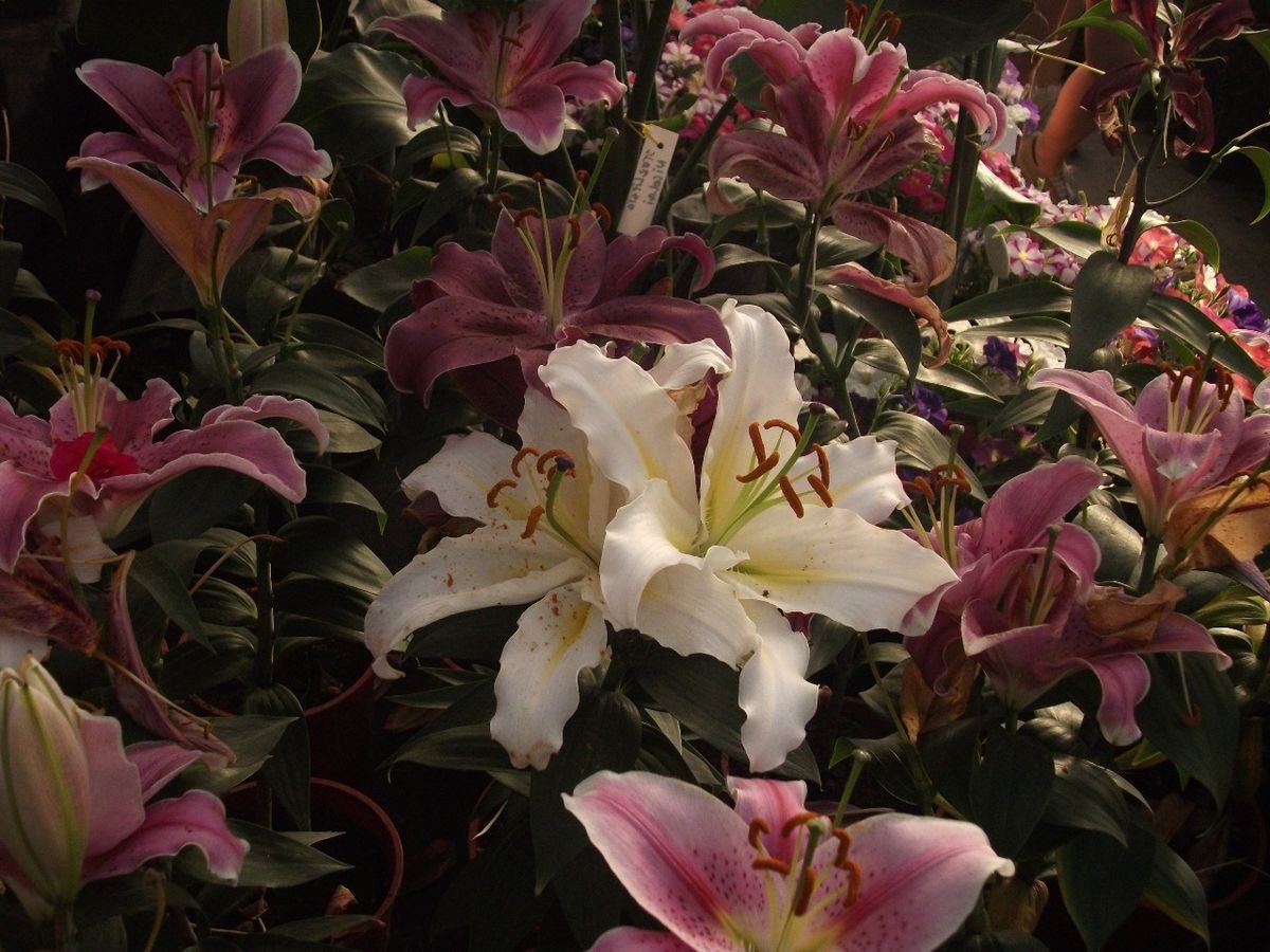 1leio's tweet image. 