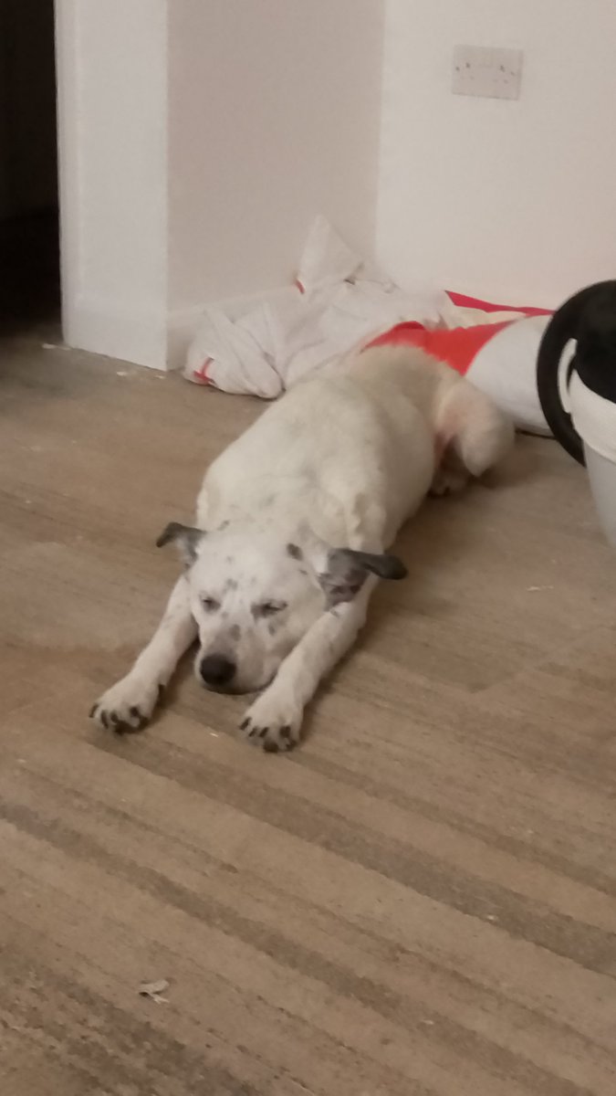 crashpy_onion's tweet image. He&apos;s a good boy is Our Dara 💕🐕