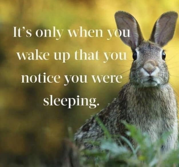 What do Kleiner and Boros miss?  The truth why it works.  

What do bears and humans have in common? Both are carnivore mammals who have adapted to high latitude living over their evolutionary history.
Bear testosterone levels peak in the Spring and early Summer in high latitudes