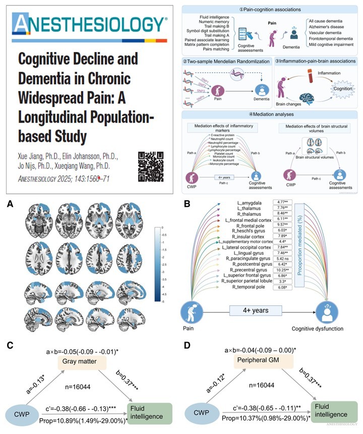 JoNijsBE's tweet image. Dear X Friends, chronic widespread #pain is significantly associated with elevated risk of #cognitive impairment &amp;amp; #dementia, mediated by structural #brain changes and systemic #inflammation: journals.lww.com/anesthesiology… @_Anesthesiology @VUBrussel @PaininMotion