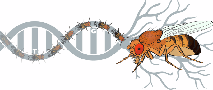 CommsBio's tweet image. Chemosensation drives divergent social behavior in Drosophila: Communications Biology, Published online: 04 November 2025; doi:10.1038/s42003-025-08886-zVariation in olfactory signaling shapes social interactions in Drosophila melanogaster. Males show… nature.com/articles/s4200…